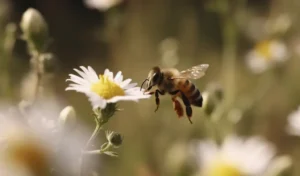 que es Abeja americana