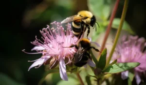 Diferencia entre abeja o abejorro