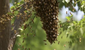 La abeja mas peligrosa del mundo