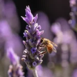 Abeja en la lavanda