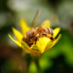 Abeja sobre flor amarilla