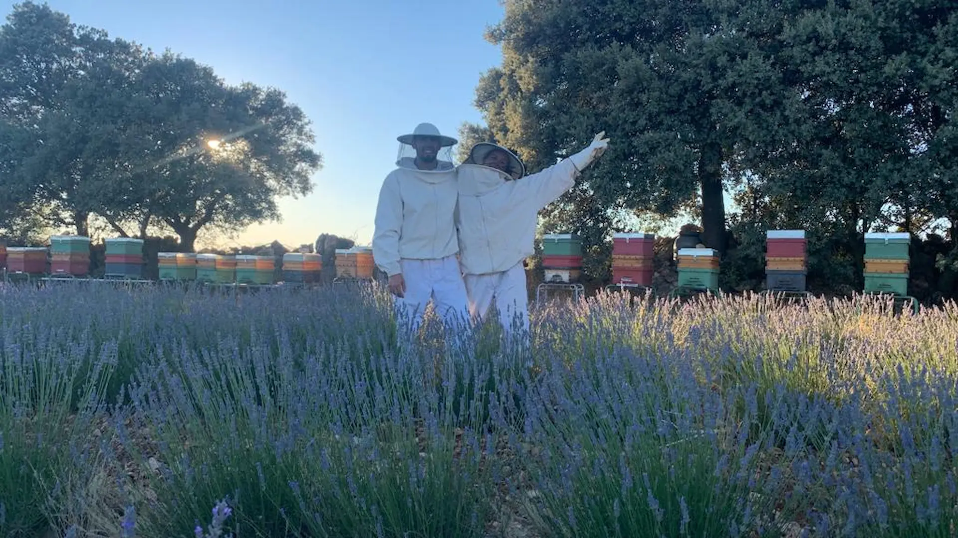 Colemenas en la lavanda