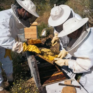 TRabajar como apicultor