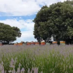 colmenas lavanda