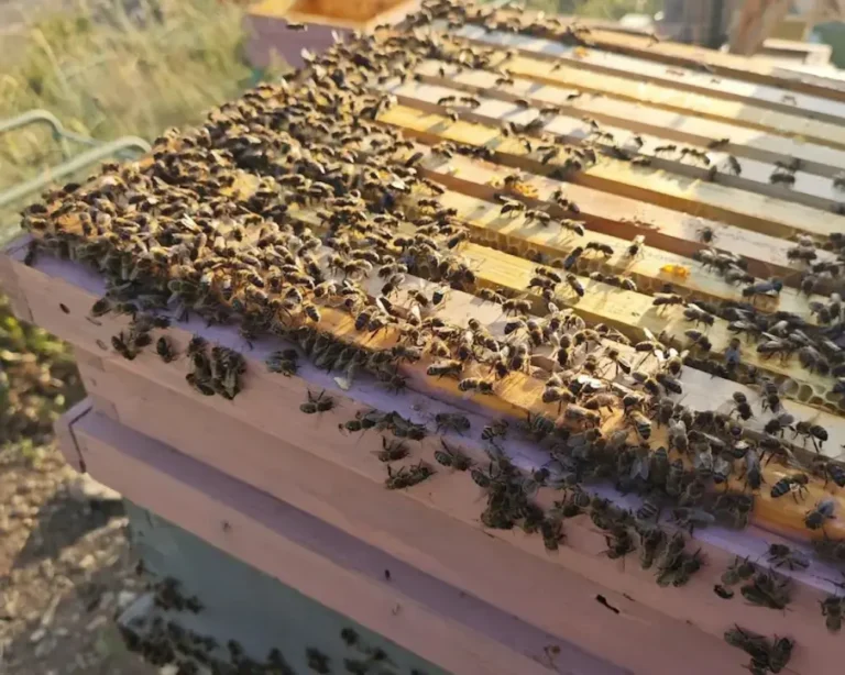 Importancia de las abejas