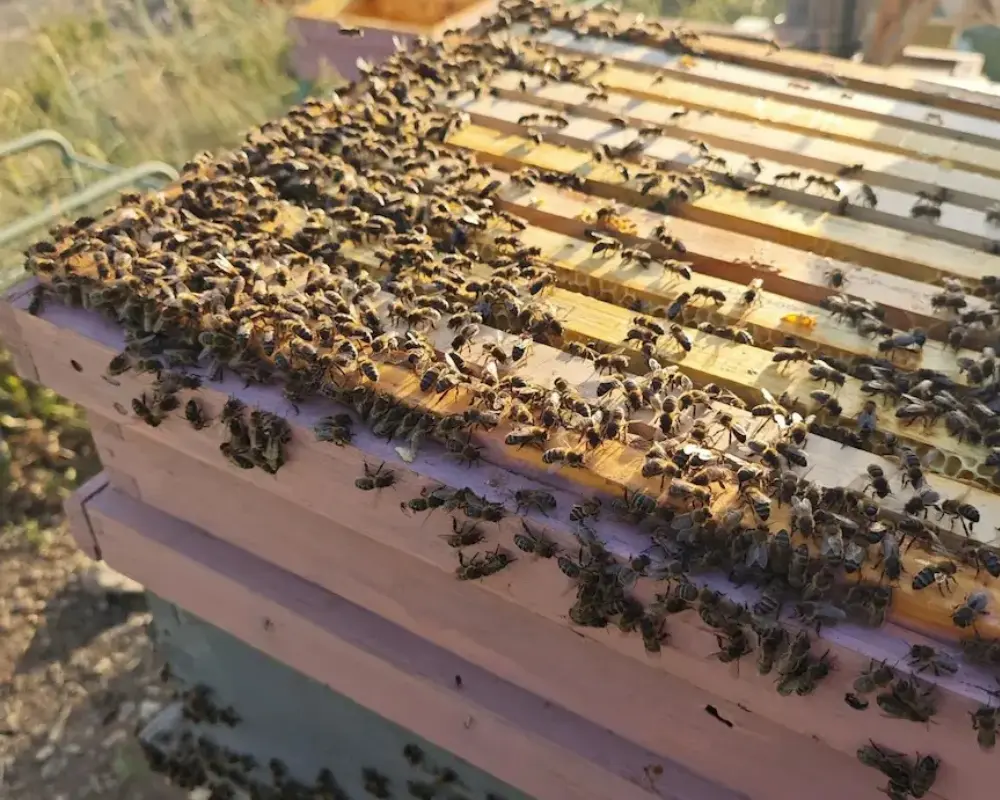 Importancia de las abejas