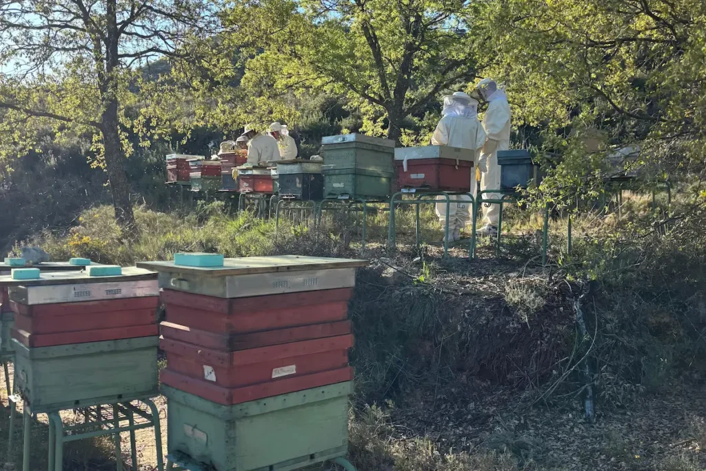 porque son importantes las abejas