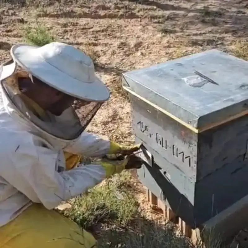 abeja importancia ecologica